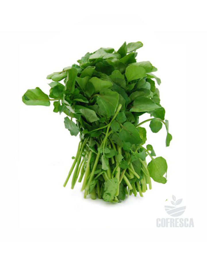 COFRESCA | PRODUCTOS CON LA FRESCURA DEL CAMPO